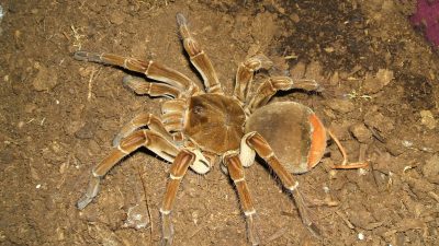 La araña más grande del mundo tiene una envergadura de hasta 28 centímetros