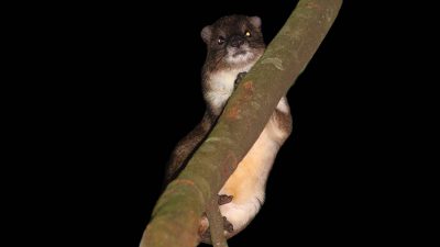 Las canciones de este mamífero delatan una posible nueva especie en Kenia