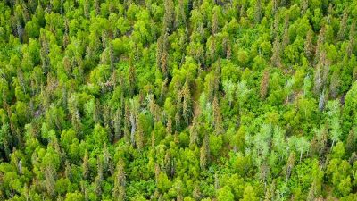 Revisando el “botiquín” que nos ofrece el reino vegetal