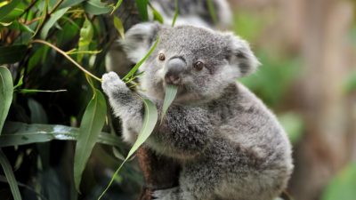 Cosas que no sabías sobre los koalas