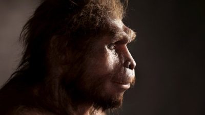 Hay una especie de homínidos que vivió casi nueve veces más que nosotros