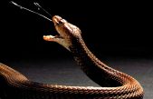 El veneno de las cobras escupidoras evolucionó hacia una función defensiva