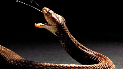 El veneno de las cobras escupidoras evolucionó hacia una función defensiva