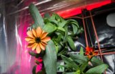 Tener plantas en casa mejoró el bienestar psicológico durante el confinamiento
