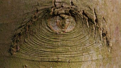 Las plantas tienen mejor visión que los humanos, aun no teniendo ojos