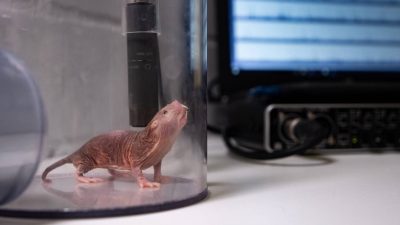 El ratopín rasurado aprende dialectos para comunicarse