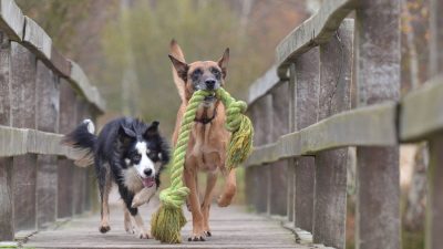Los perros pueden tener conciencia de su propio cuerpo