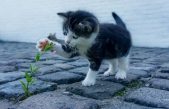 Mejoras en la inmunoterapia para tratar la alergia a los gatos