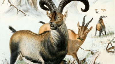Desextinción: los intentos por clonar y devolver a la vida a especies extintas