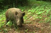 La vida animal sigue diez años después del accidente de Fukushima