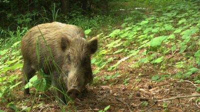 La vida animal sigue diez años después del accidente de Fukushima