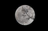Aprecia la ‘luna llena de gusanos’ este 28 de marzo