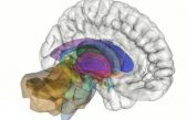 La maquinaria cerebral de la automotivación, al descubierto