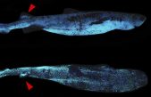 Se descubre este enorme tiburón bioluminiscente en las profundidades del océano frente a Nueva Zelanda