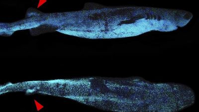 Se descubre este enorme tiburón bioluminiscente en las profundidades del océano frente a Nueva Zelanda