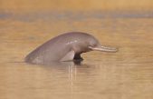 Los amenazados delfines del Ganges no son una, sino dos especies diferentes