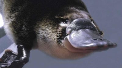 El veneno del ornitorrinco: Defensa extrema para uno de los animales más extraños