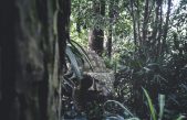 Hallan una extraña especie de dinosaurio previamente desconocida