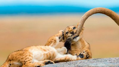 Las 12 fotos ganadoras del Concurso de Fotografía National Geographic