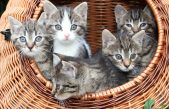 Un estudio con miles de gatos identifica sus 7 rasgos de personalidad
