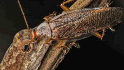 La primera cucaracha que se alimenta de lágrimas de lagartija