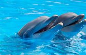 Los silbidos humanos nos ayudan a entender a los delfines