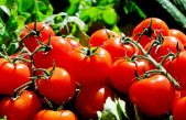 Los tomates genéticamente modificados para tratar la hipertensión ya están en Japón