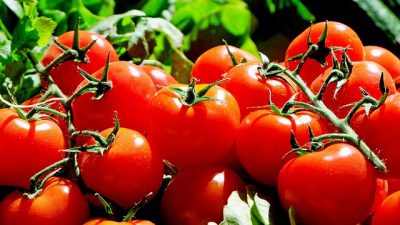 Los tomates genéticamente modificados para tratar la hipertensión ya están en Japón
