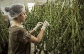 Consumir cannabis aumenta casi 7 veces la probabilidad de desarrollar enfermedades mentales graves como psicosis o esquizofrenia