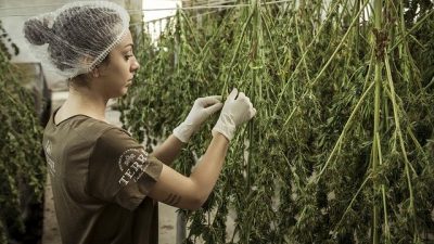 Consumir cannabis aumenta casi 7 veces la probabilidad de desarrollar enfermedades mentales graves como psicosis o esquizofrenia