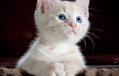 Día Mundial de los Animales / del Hábitat / de la Arquitectura / de los Inquilinos