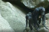 Los chimpancés de la sabana, un modelo para entender la evolución humana