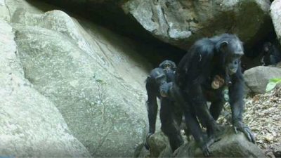 Los chimpancés de la sabana, un modelo para entender la evolución humana