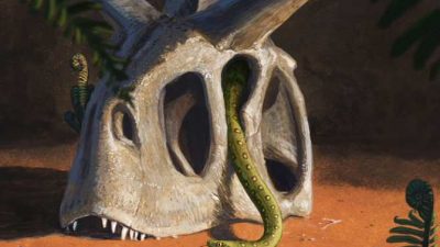 La extinción de los dinosaurios y el origen de todas las serpientes actuales