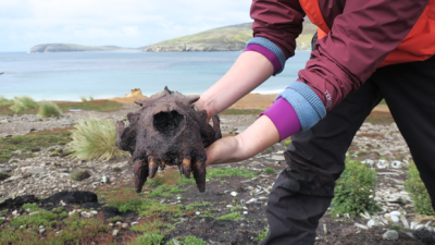 Los humanos prehistóricos se adelantaron a los europeos al colonizar las Islas Malvinas siglos antes