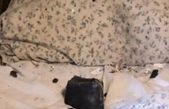 Canadá: un meteorito cayó a centímetros de la cabeza de una mujer que dormía en su cama