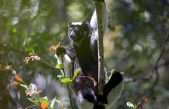 Unos primates de Madagascar cantan en grupo y hacen duetos y coros como los humanos