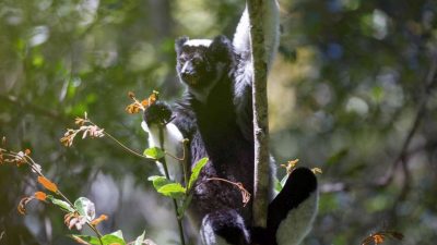 Unos primates de Madagascar cantan en grupo y hacen duetos y coros como los humanos