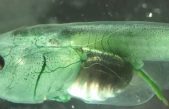 Crean en laboratorio una criatura que no necesita respirar: el oxígeno llega a las neuronas por fotosíntesis
