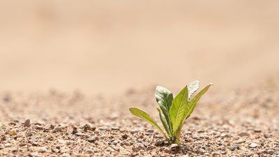 La reacción de las plantas ante el estrés