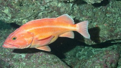 Hallan en peces que viven 200 años el ‘secreto genético’ de la longevidad
