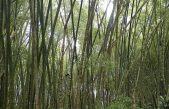 Hoja de bambú, con alto potencial para producir cemento