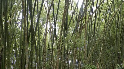 Hoja de bambú, con alto potencial para producir cemento