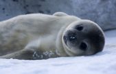 Las crías de foca cambian su tono de voz como los humanos