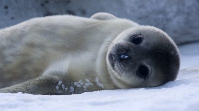 Las crías de foca cambian su tono de voz como los humanos