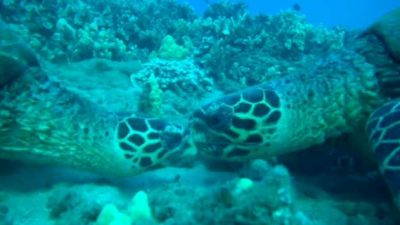 ¿Se besan las tortugas?