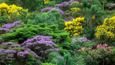 Bosques que protegen la biodiversidad y además absorben dióxido de carbono