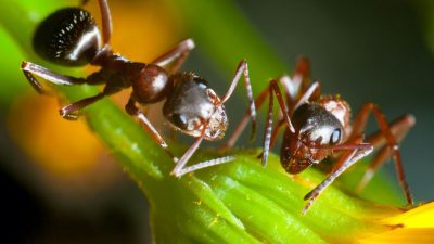 Los secretos de las hormigas