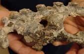 Descubren restos de un desconocido mamífero fósil