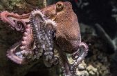 Reino Unido reconocerá a pulpos y cangrejos como seres con sentimientos
